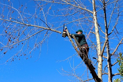 arborist trimming a tree in Albany county