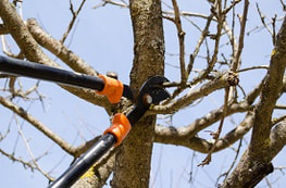 commercial tree service in albany, new york
